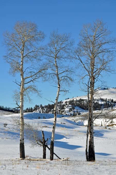 Yellowstone - Winter Trees: Photography by Bruce Gourley