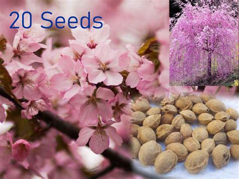 Japanese Sakura Tree Seeds Sakura Seeds Cherry Blossom Seeds | Etsy