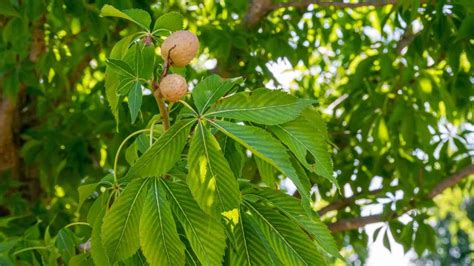 Buckeye Tree: Description, Types, Care, and Uses