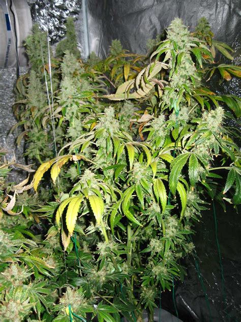 How to Grow Different Cannabis Strains Together | Grow Weed Easy