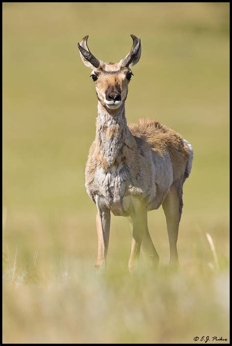 Custer State Park Wildlife Page