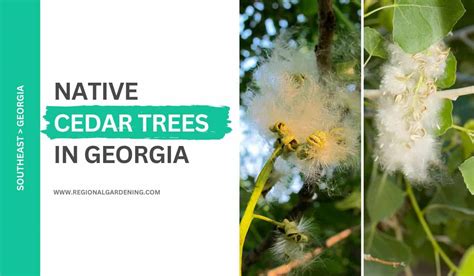 Native Cedar Trees In Georgia (2 Types You Should Know) - Regional ...