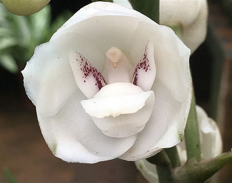 iiscahuja: NATURE’S HIDDEN GEM - THE DOVE ORCHID