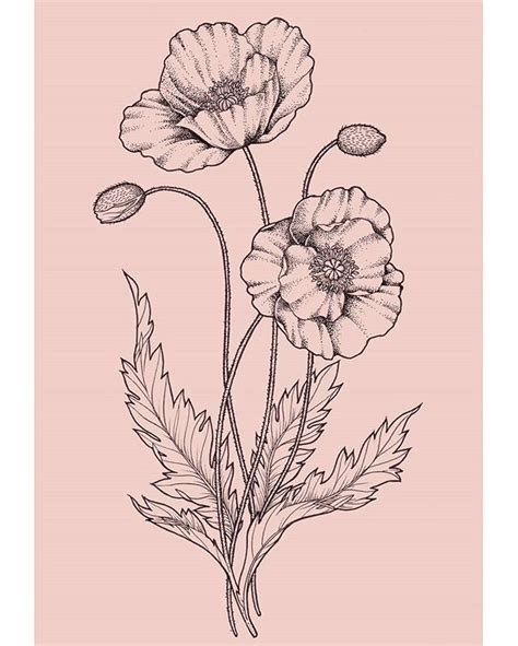 Pin by Kiley Herrick on tattoo inspo in 2023 | Poppy flower drawing ...