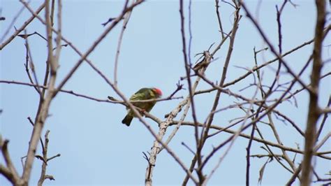 "Coppersmith Barbet" Images – Browse 1,180 Stock Photos, Vectors, and ...