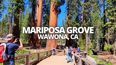 Exploring Mariposa Grove in Wawona, California USA Hiking Tour - YouTube