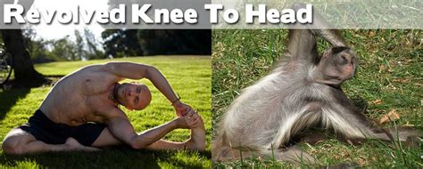 Great Pictures: Animals Demonstrating Funny Yoga Poses