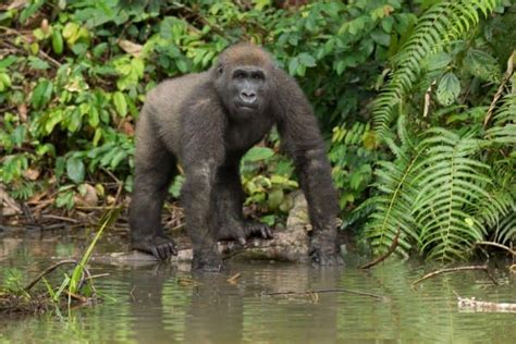 Eastern Lowland Gorilla - A-Z Animals