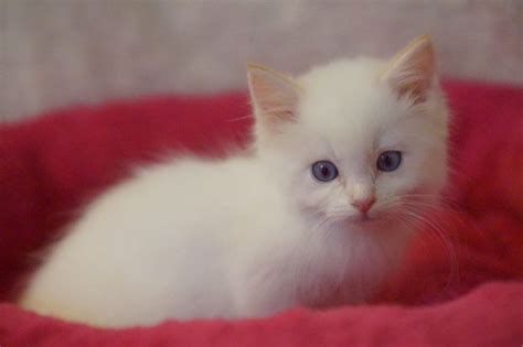 orange ragdoll kittens for sale – Ragdoll Kittens For Sale