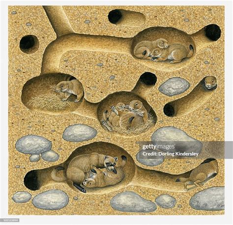 Illustration Of Blacktailed Prairie Dogs In Burrow And Tunnel System ...