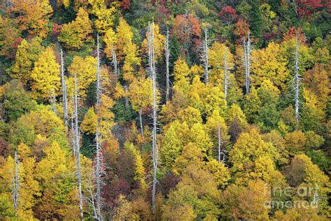 Blue Ridge Parkway Fall Color 5 Photograph by Maria Struss Photography ...