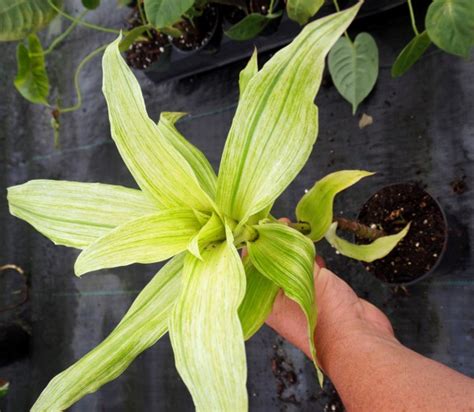 Callisia fragrans Variegated – Brian's Botanicals