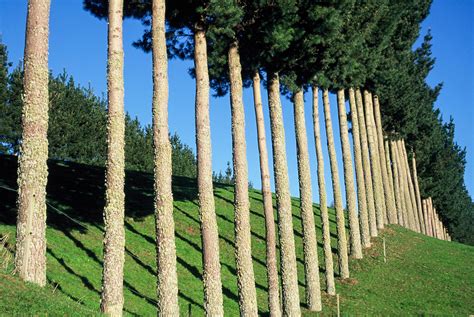 Jonathan Barran Photograher Rotorua - Farm Forestry