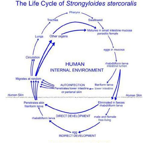 Schematic representation of the life cycle of Strongyloides... | Download Scientific Diagram