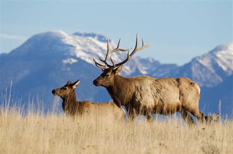 Elk vs Moose Comparison (what are the differences?) - World Deer