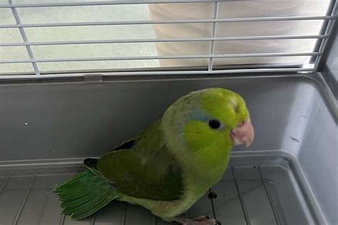 Green male parrotlet