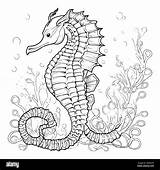 Realistic Seahorse Coloring Page sketch template