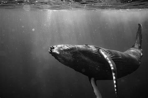 Breathtaking underwater photographs document the hidden lives of humpback whales