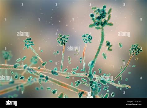 Acremonium mould fungus, illustration Stock Photo - Alamy