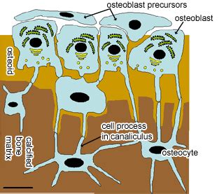 Cartilage, Bone & Ossification: The Histology Guide