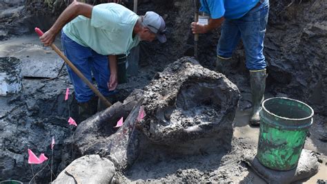 A 13,600-year-old mastodon skull is unearthed in an Iowa creek : NPR