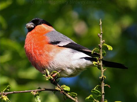 Eurasian Bullfinch photo image 1 of 8 by Ian Montgomery at birdway.com.au