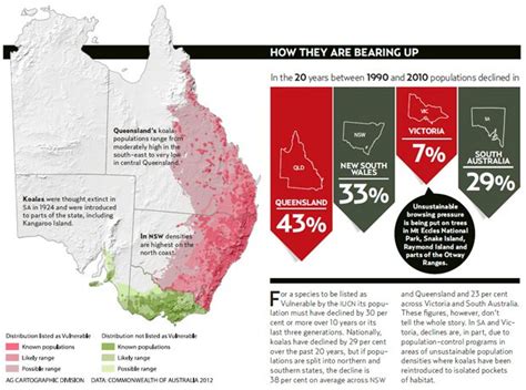 How much can a koala bear? - Australian Geographic