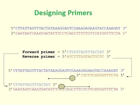 Designing PCR Primers: 6 Useful Tips – Microbe Online