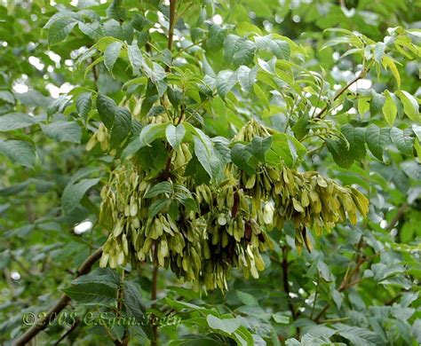 Ash Tree Seeds | Flickr - Photo Sharing!