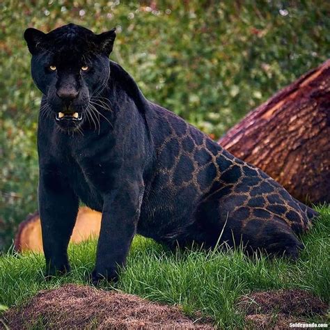 LA PANTERA NEGRA Y EL JAGUAR SON LA MISMA ESPECIE - Sol de Pando ...