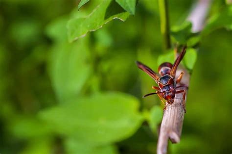 How To Get Rid of A Red Wasp - How I Get Rid Of