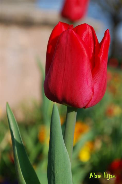 Bunga Tulip Merah Koleksi Foto - Alam Mentari