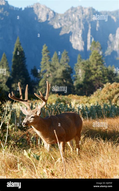 Mule deer buck with large antlers, (Odocoileus hemionus), California ...