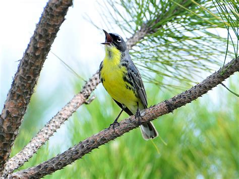 Kirtlands warbler | June 8, 2008 Male Kirtland's warbler fro… | Flickr