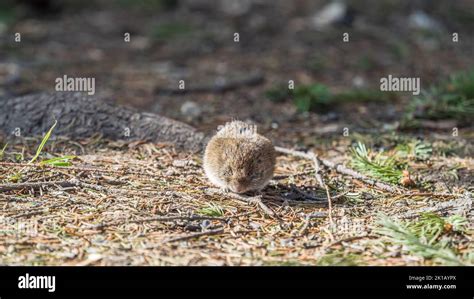 A closeup of a Common vole on the ground with a blurry background ...