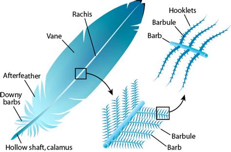 anatomy of the feather Diagram | Quizlet