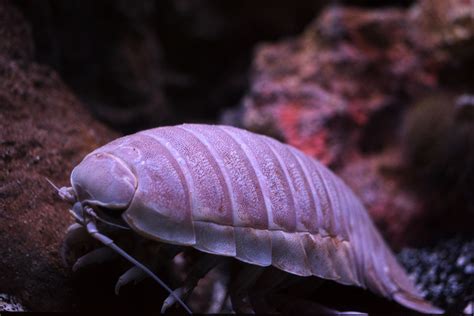 Giant Isopod - The Living Planet Aquarium