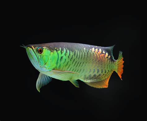 Here Are The Tips on How to Care Arowana Fish in Aquarium - fish-hobbyist