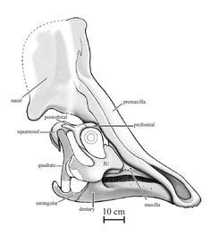 12 Olorotitan (Cretaceous) ideas | fossils, dinosaur, prehistoric