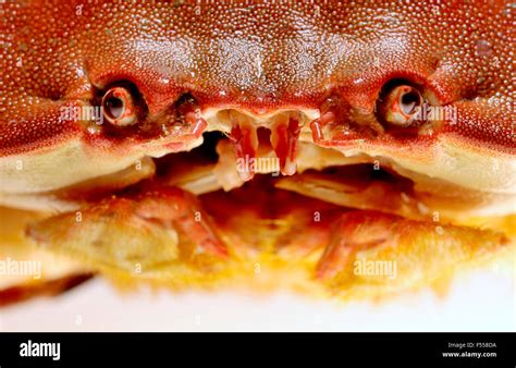 Whole Edible / Brown / Cromer Crab - closeup of face Stock Photo - Alamy