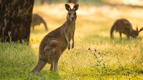 Kangaroo attacks Australian wildlife caretaker who was attempting to ...