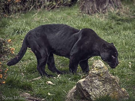 Wild Video Captures An Escaped Black Panther Prowling The Rooftops Of A Quiet Town - A-Z Animals