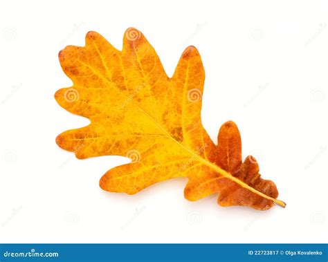 Colorful Autumn oak leaf stock image. Image of background - 22723817