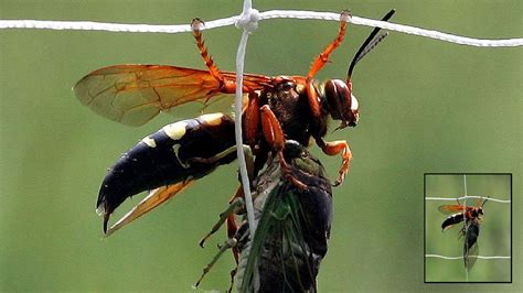 Large Black And Yellow Hornet - Giant Hornet Facts Control Get Rid Of ...