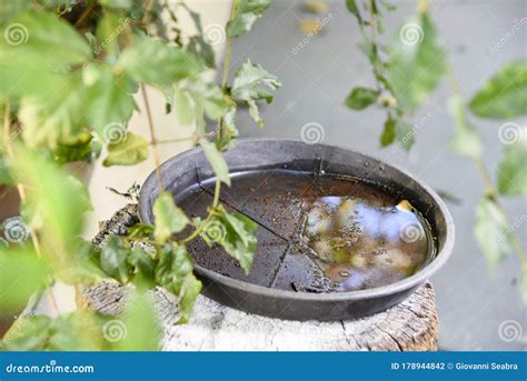 Plastic Bowl Abandoned in a Vase with Stagnant Water Inside. Close Up View. Mosquitoes in ...