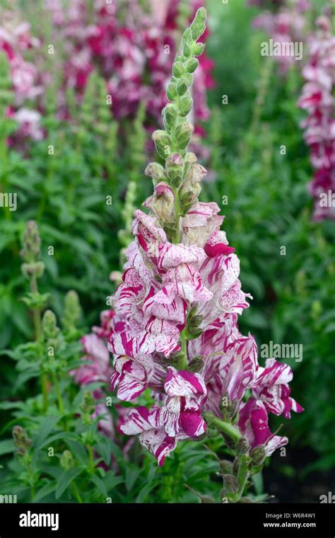 Antirrhinum majus purple twist snapdragon flowers snapdragons Stock Photo - Alamy