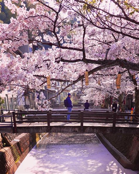 Japan Australia on Twitter: "A cherry blossom river at Kinosaki Onsen ...