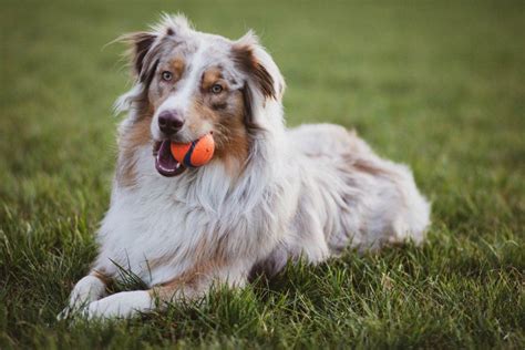 The Earth Shattering Truth About Australian Shepherds 🐶 Off The Leash