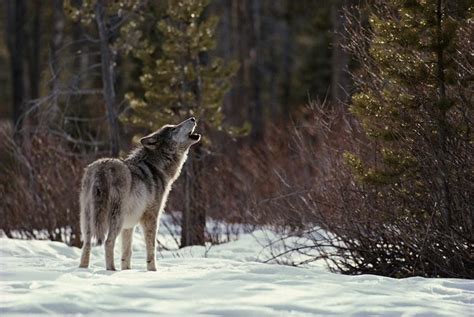 The Language of Wolves - Living with Wolves