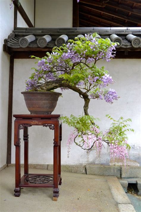 31 best Wisteria in a pot images on Pinterest | Bonsai trees, Wisteria bonsai and Bonsai plants